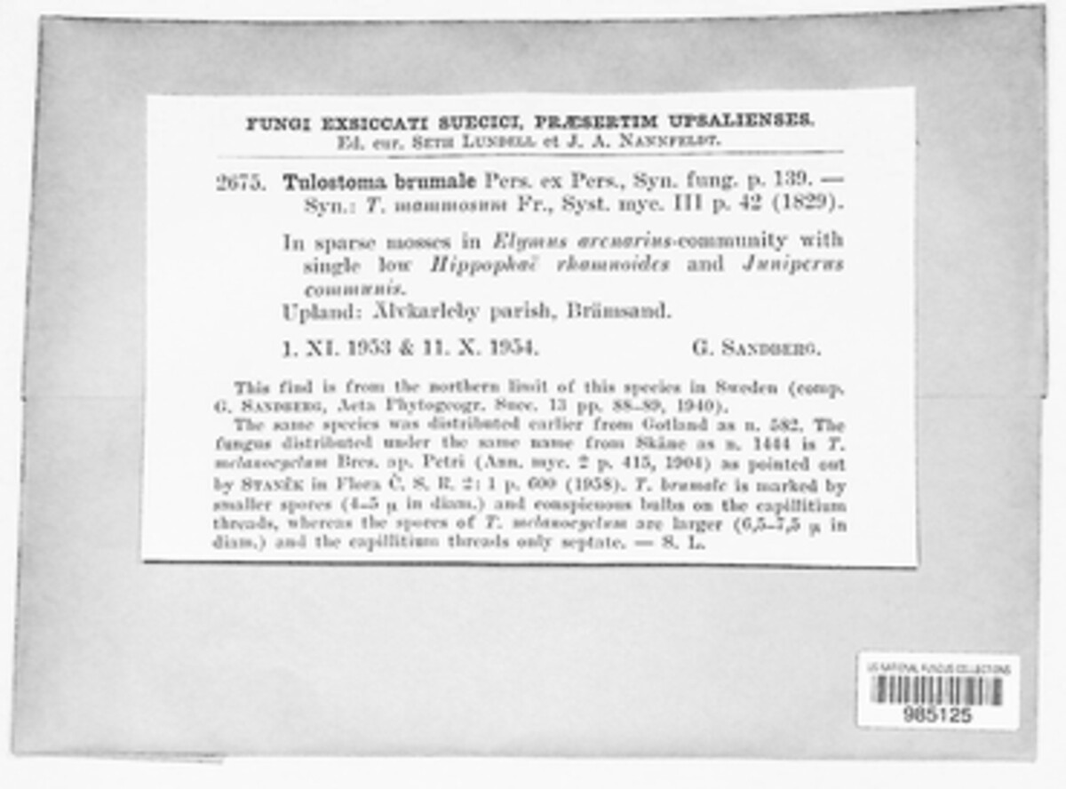 Tulostoma brumale image